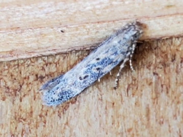 Scrobipalpa ocellatella 